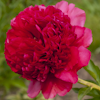 Paeonia Command Performance