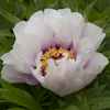 Paeonia Cora Louise