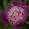 Paeonia Cora Stubbs