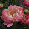 Paeonia Coral Charm