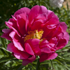 Paeonia Coral Fay