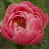 Paeonia Coral Sunset