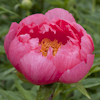 Paeonia Cytherea