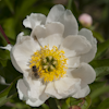 Paeonia Dancing Butterfly