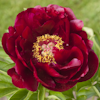 Paeonia Dandy Dan