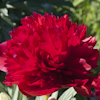 Paeonia Diana Parks