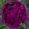 Paeonia Doktor H. Barnsby