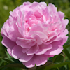 Paeonia Dolorodell