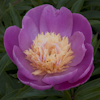 Paeonia Doreen