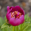 Paeonia Dutch Dwarf