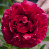 Paeonia Edgar Jessep