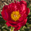 Paeonia Ellen Cowley