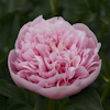Paeonia Etched Salmon