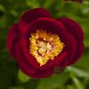 Paeonia Fairy Princess