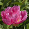 Paeonia Feerie