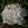 Paeonia Festiva Maxima