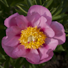 Paeonia Frank Keith