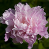 Paeonia Friend