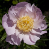 Paeonia Garden Lace