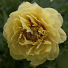 Paeonia Garden Treasure