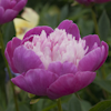 Paeonia Gay Paree