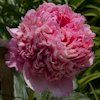 Paeonia Glowing Raspberry Rose