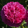 Paeonia Goody