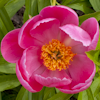 Paeonia Great Lady