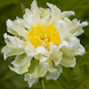 Paeonia Green Halo