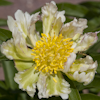 Paeonia Green Lotus