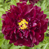 Paeonia Harry L Smith