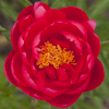 Paeonia Helen Matthews