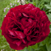 Paeonia Henry Bockstoce