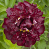 Paeonia Highlight