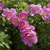 Paeonia Honor