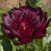 Paeonia Hot Chocolate