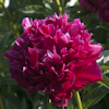 Paeonia Inspecteur Lavergne