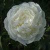 Paeonia Ivory Victory