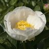 Paeonia Jan van Leeuwen