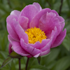 Paeonia Jeanne Cayeux