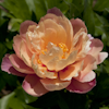 Paeonia Joanna Marlene