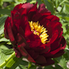 Paeonia John Harward