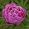 Paeonia John Howard Wigell