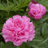 Paeonia Joker