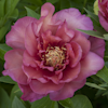 Paeonia Julia Rose