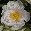 Paeonia Krinkled White