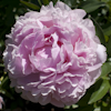 Paeonia Lady Orchid