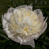 Paeonia Laura Dessert