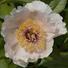 Paeonia Le Printemps