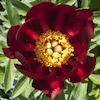 Paeonia Liberator